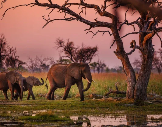 04.11 – Национальный парк Чобе (Ботсвана)