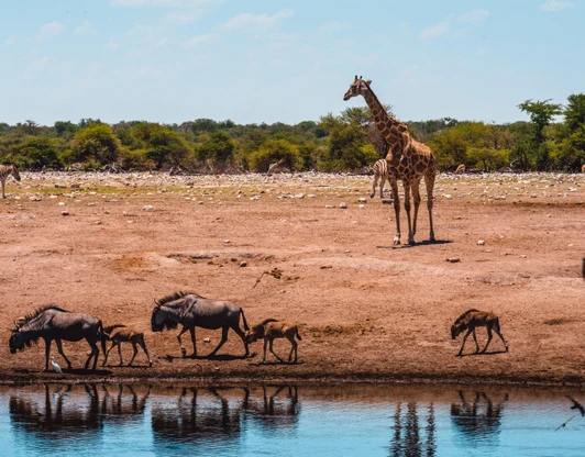 Сафари-экспедиция в Намибию с проживанием в частных лоджах