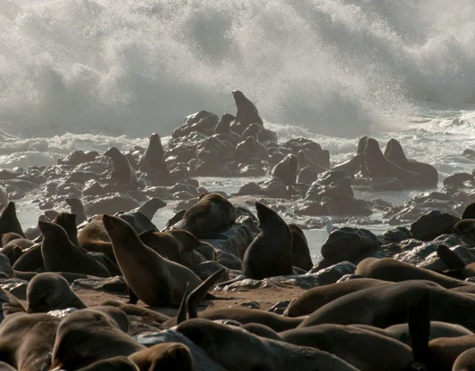 День 5 – Побережье Скелетов и Cape Cross