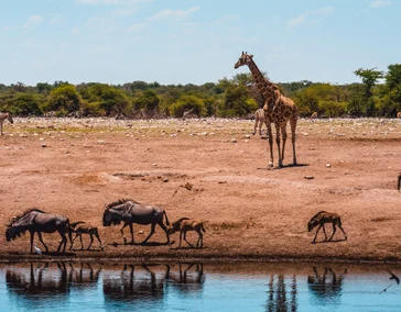 Сафари-экспедиция в Намибию с проживанием в частных лоджах